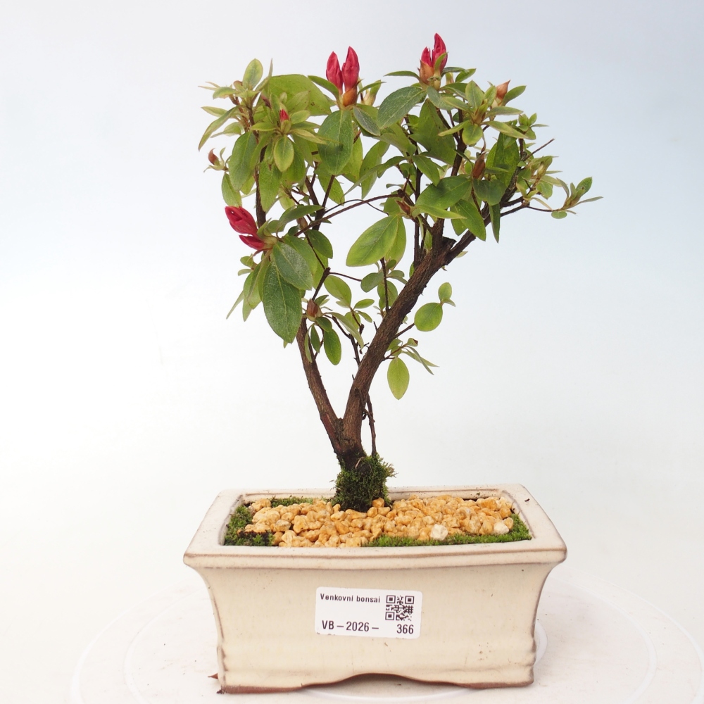 Outdoor bonsai - Azalia japońska - Azalea sp.