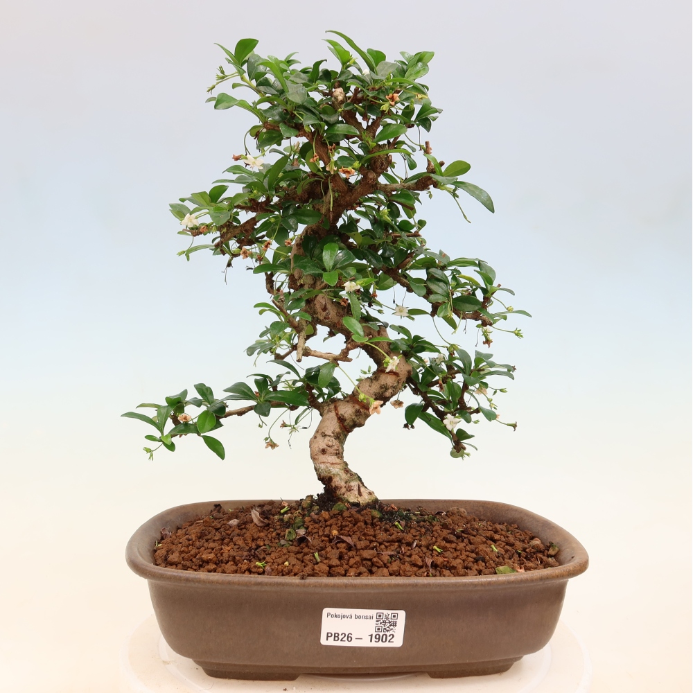 Bonsai pokojowe - Carmona macrophylla - Tea fuki