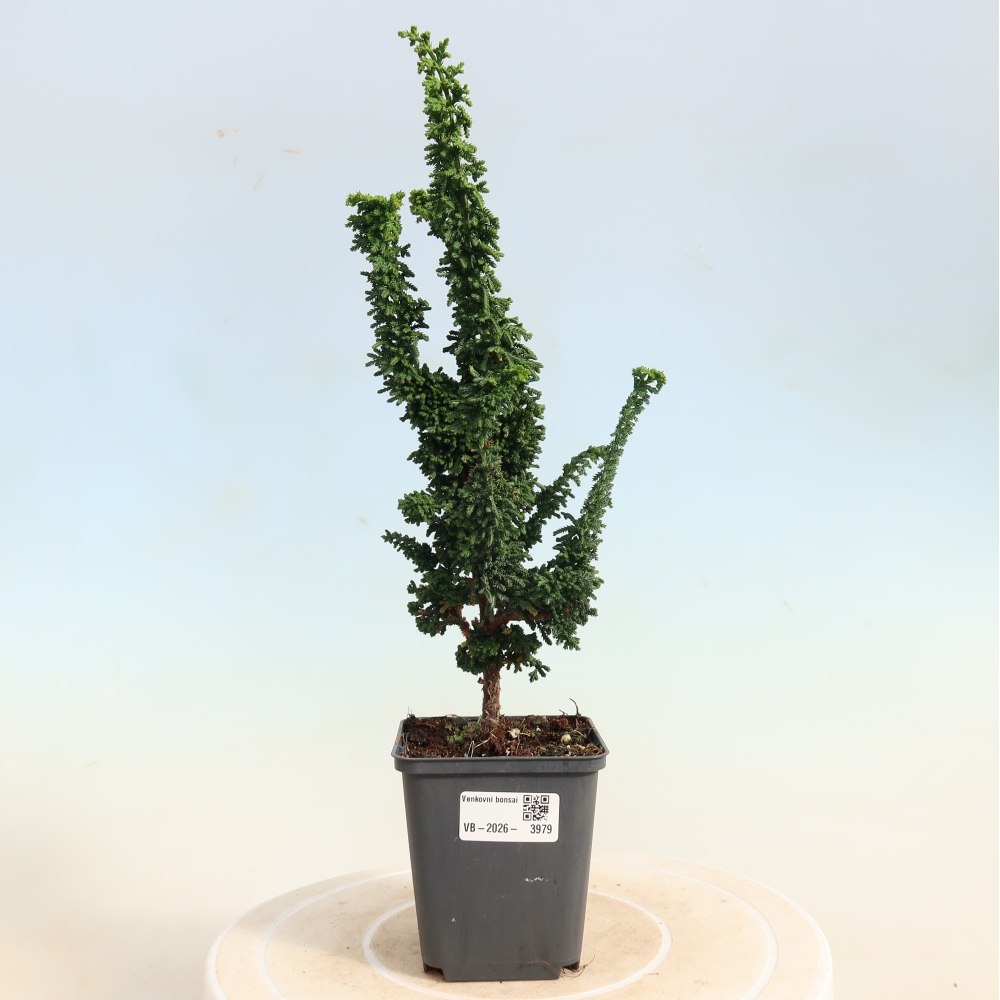 Bonsai zewnętrzne - Cham. obtusa SEKKA HINOKI - Cyprys