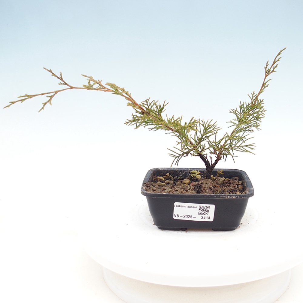 Outdoor bonsai - Juniperus chinensis Itoigawa