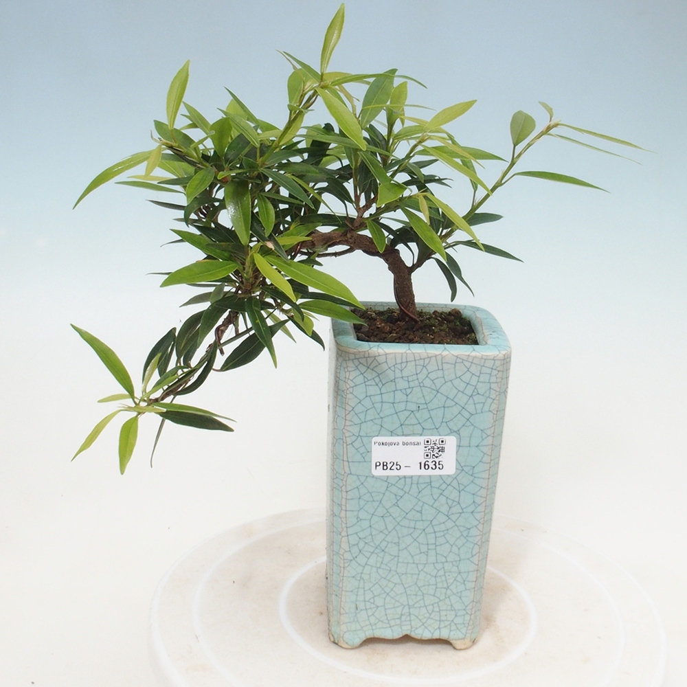 Bonsai wewnętrzne - Ficus nerifolia - figowiec drobnolistny
