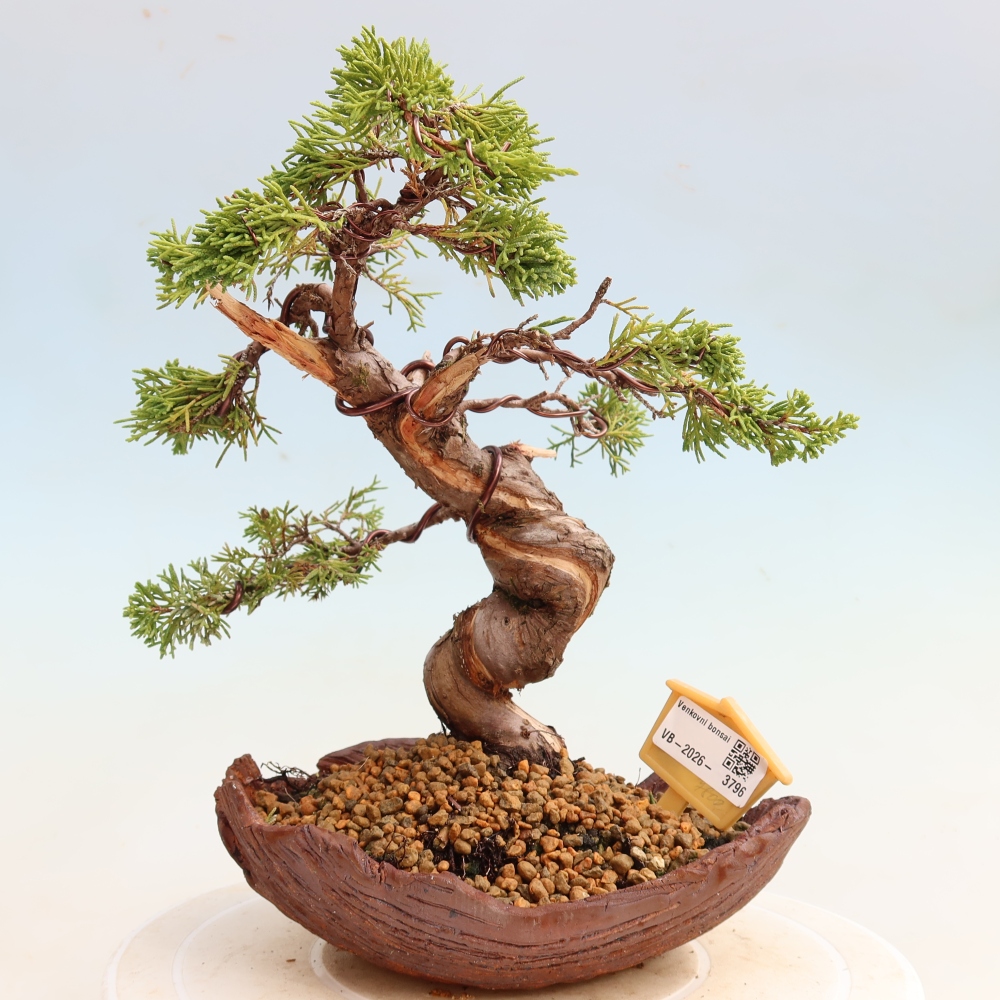 Bonsai ogrodowe – Juniperus chinensis Itoigawa – jałowiec chiński