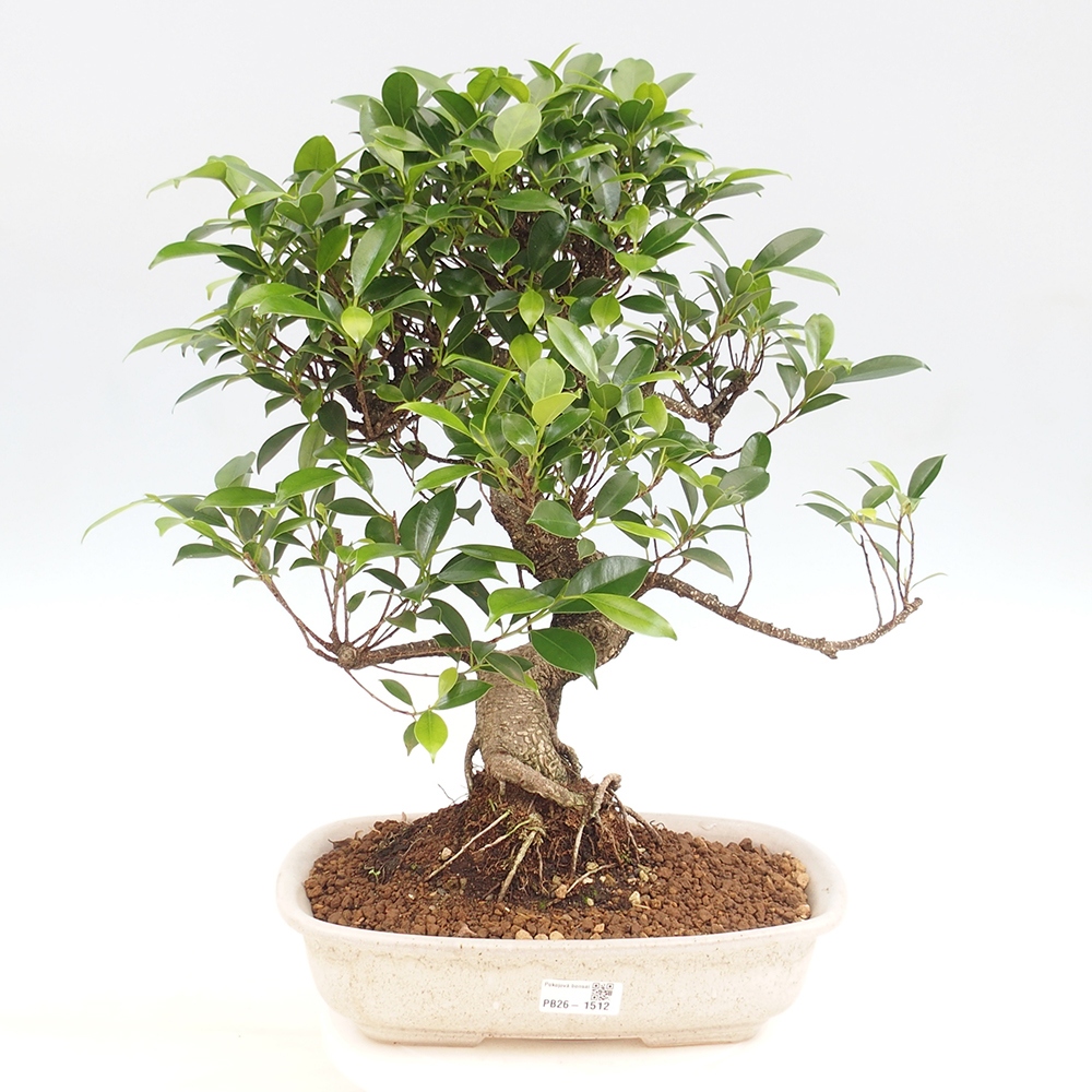 Pokój bonsai - Ficus kimmen - figowiec drobnolistny