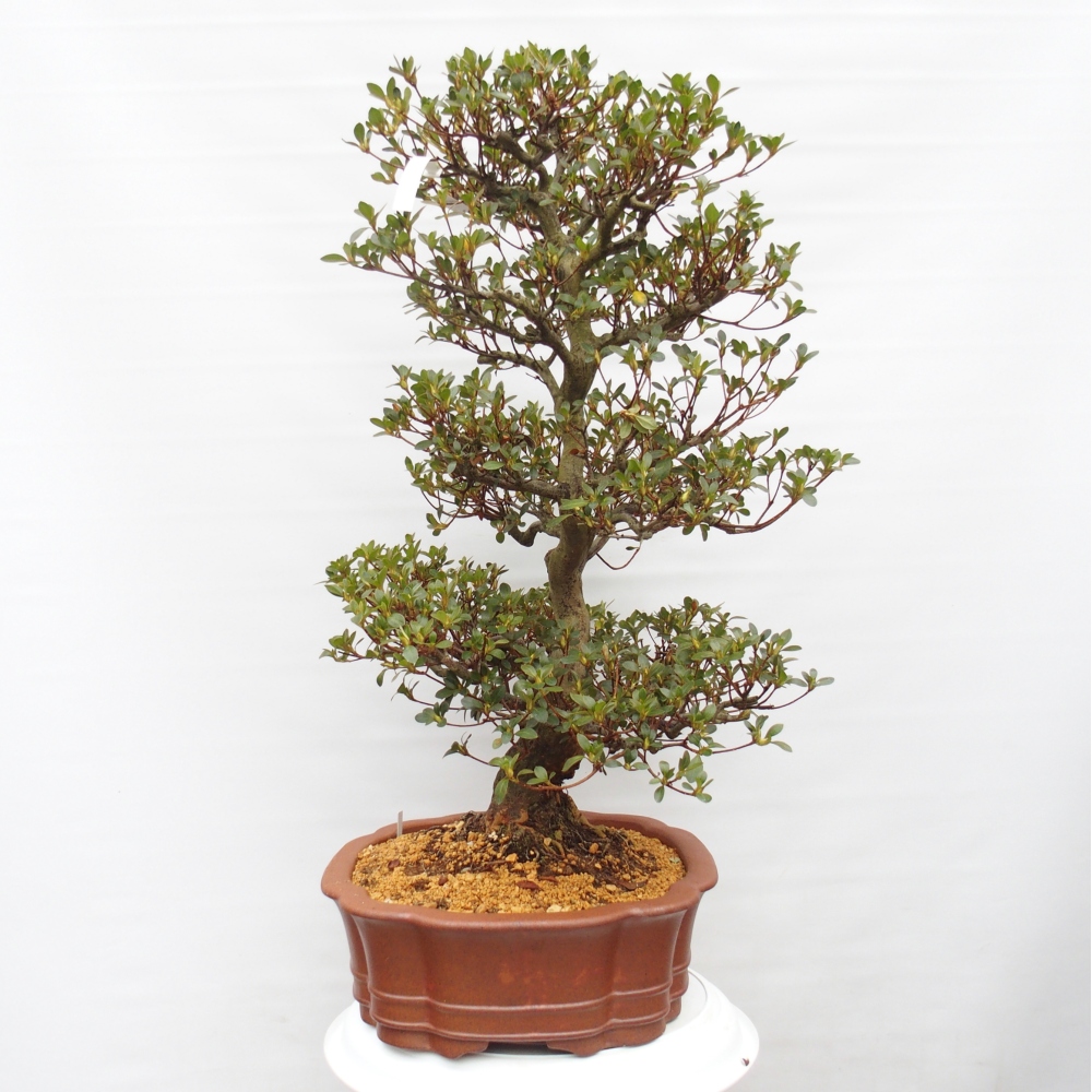 Bonsai zewnętrzne - Azalia japońska - Azalia Sansei