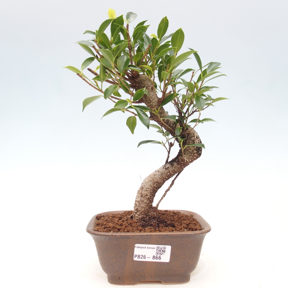 Pokój bonsai - Ficus retusa - figowiec drobnolistny