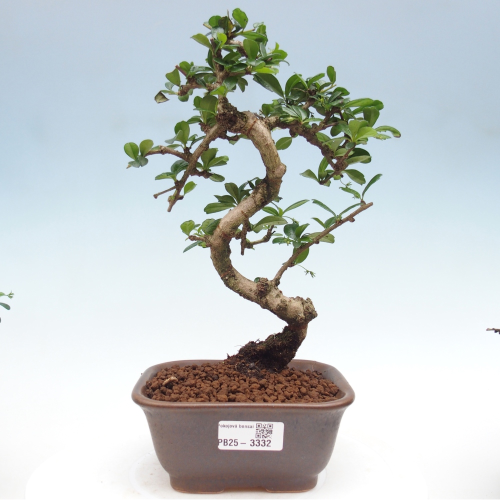 Bonsai wewnętrzne - Carmona makrophylla - Herbata Fuki