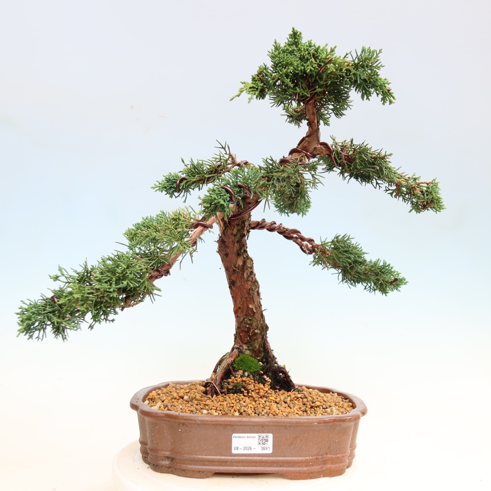 Outdoor bonsai - Juniperus chinensis Kishu