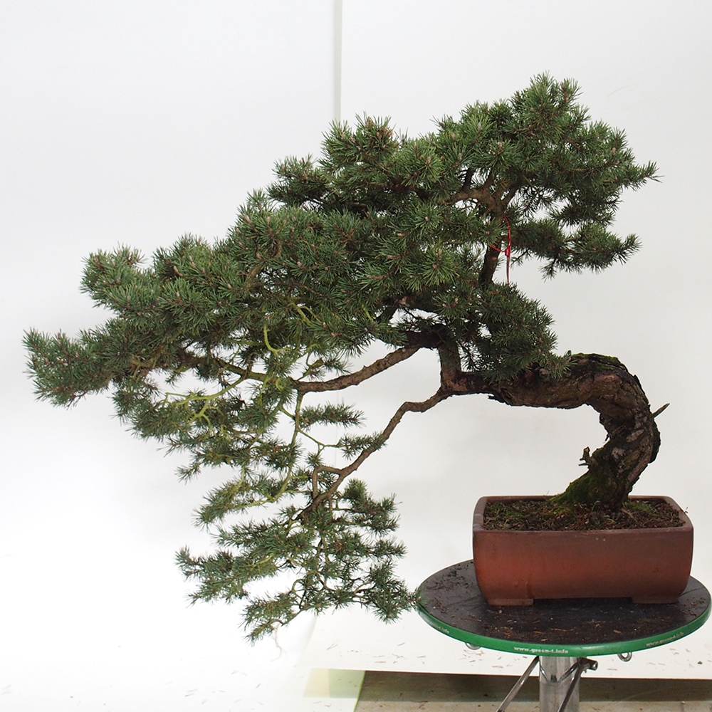 Yamadori - Pinus sylvestris Hiszpania