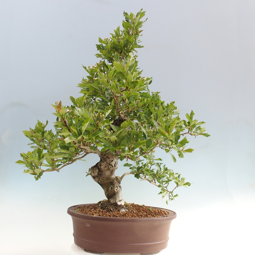Outdoor bonsai - głóg - Crataegus cuneata
