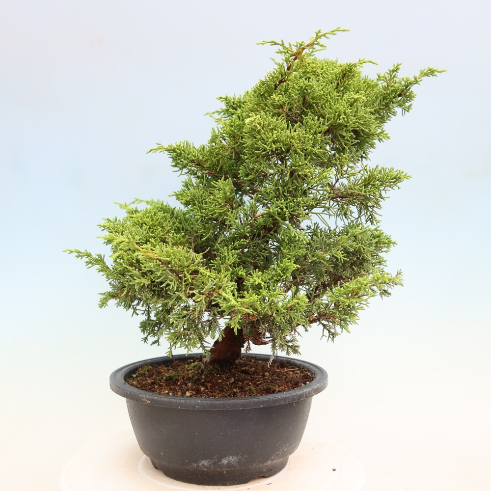 Bonsai ogrodowe – Juniperus chinensis Itoigawa – jałowiec chiński