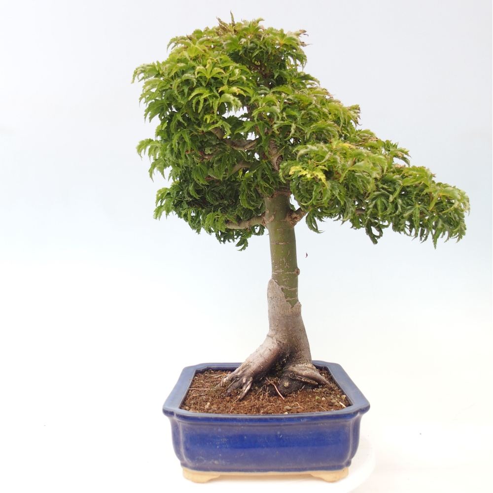 Outdoor bonsai - palma jaworowa Acer palmatum Shishigashira