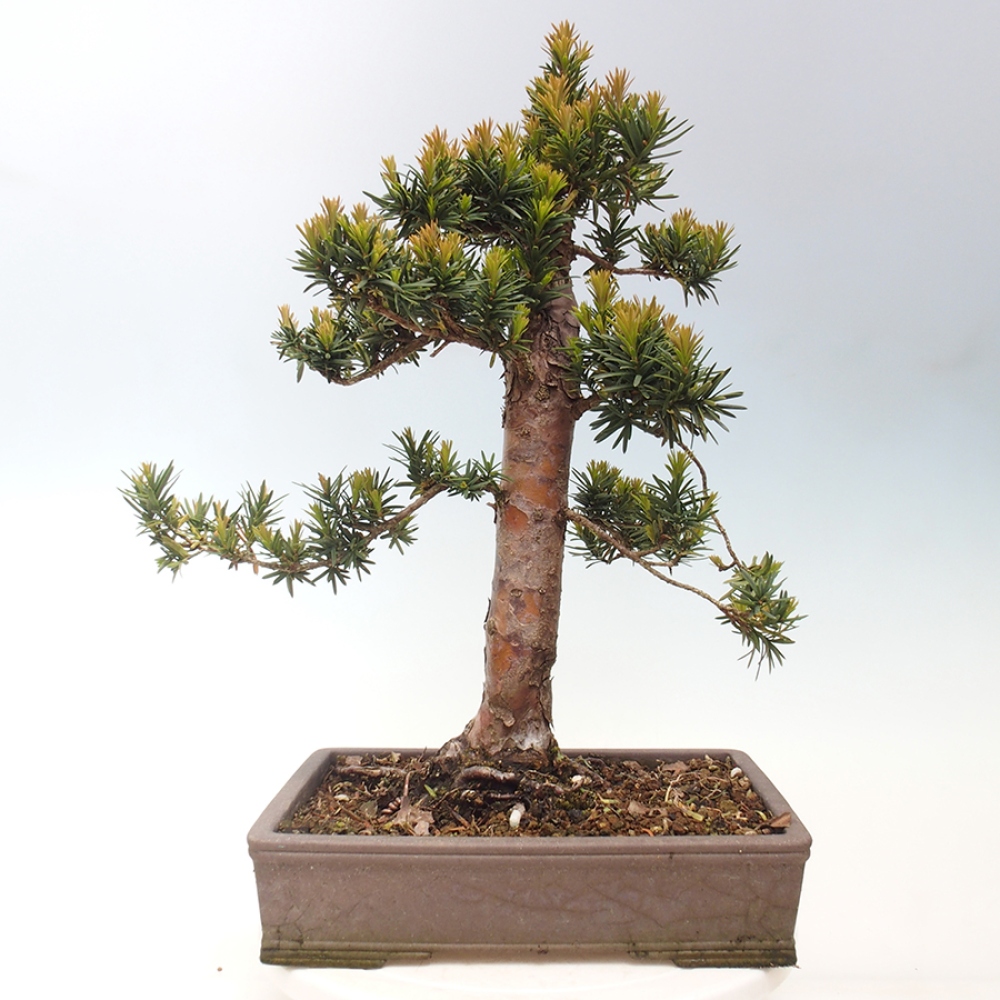 Bonsai na zewnątrz - Taxus cuspidata - cis japoński