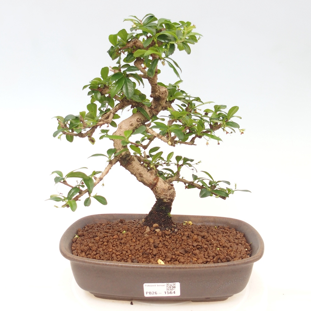 Bonsai pokojowe - Carmona macrophylla - Tea fuki