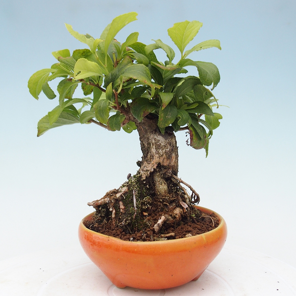 Bonsai na zewnątrz - Celastrus Jesenec