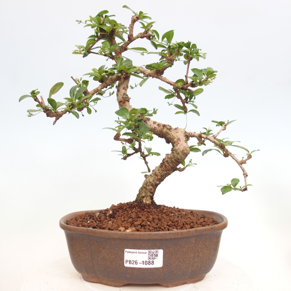 Bonsai pokojowe - Carmona macrophylla - Tea fuki