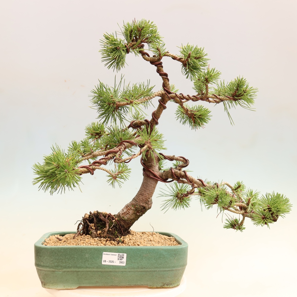 Bonsai ogrodowe – Pinus mugo Humpy – sosna karłowata