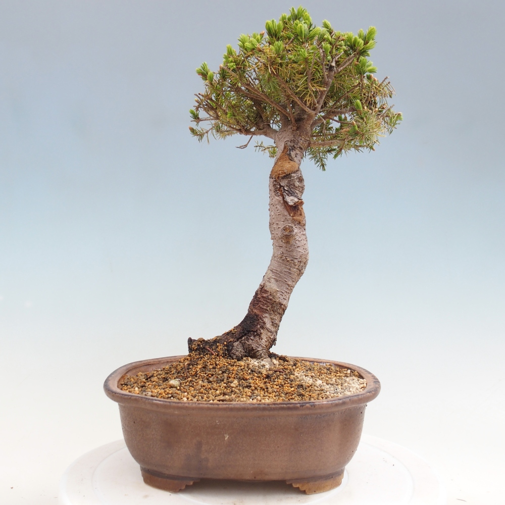 Outdoor bonsai - Świerk pospolity - Picea glauca globe