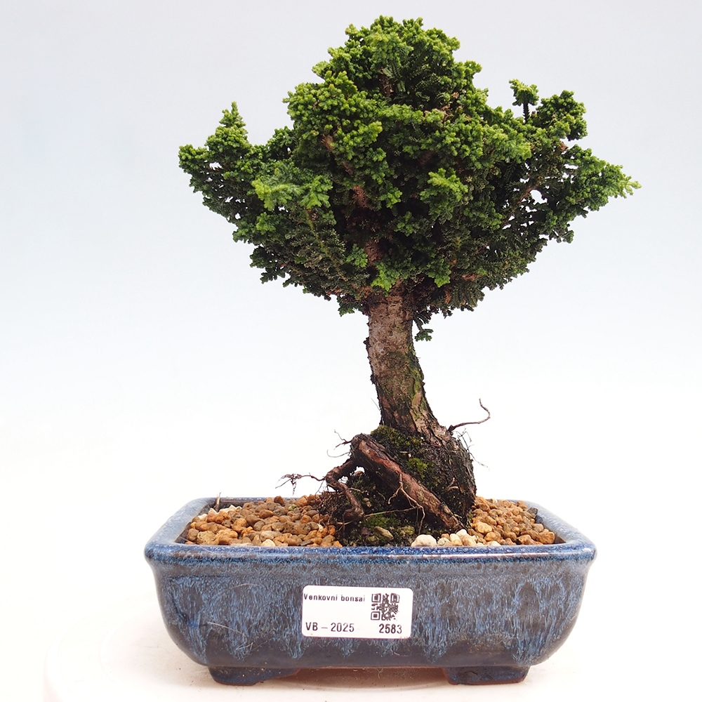 Bonsai zewnętrzne - Cham. obtusa SEKKA HINOKI - Cyprys