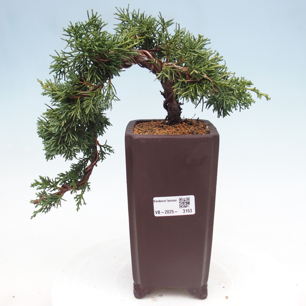 Bonsai zewnętrzne - Juniperus chinensis Kishu - Jałowiec chiński