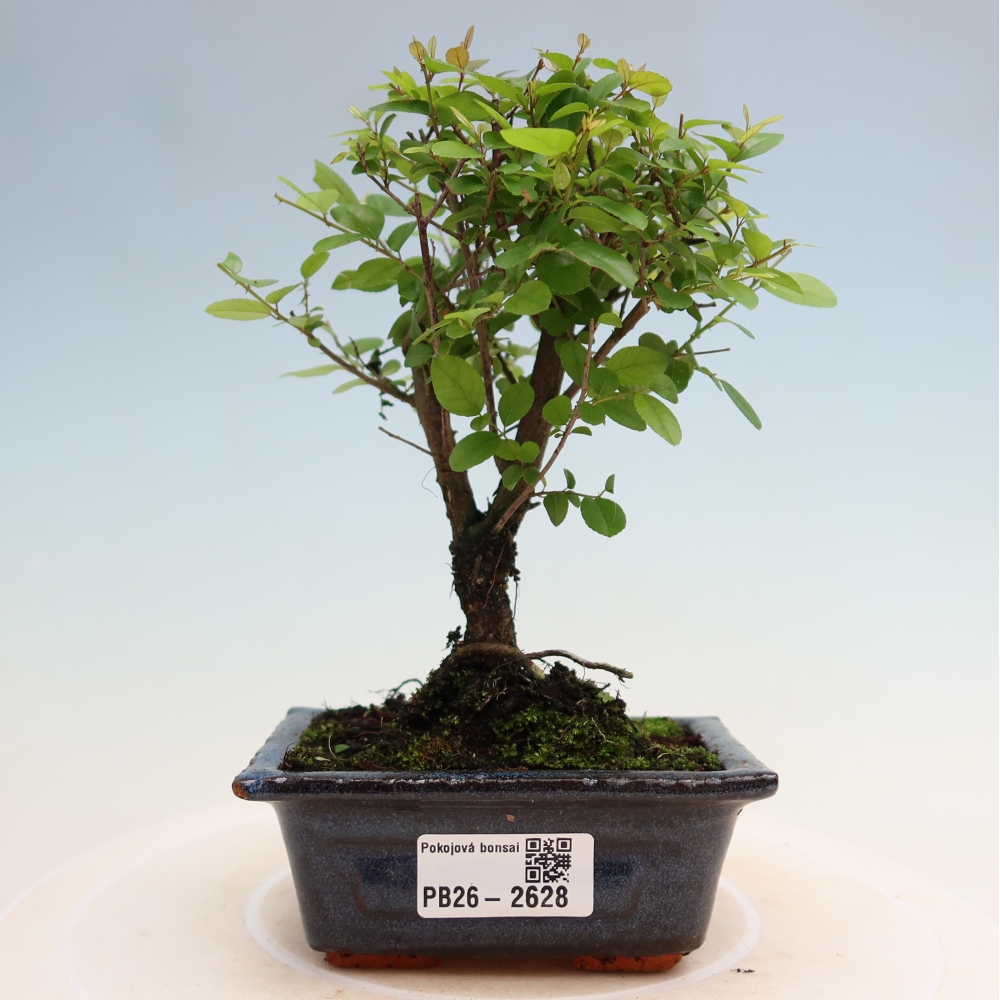 Bonsai pokojowe - Sageretia thea - Sageretia thea