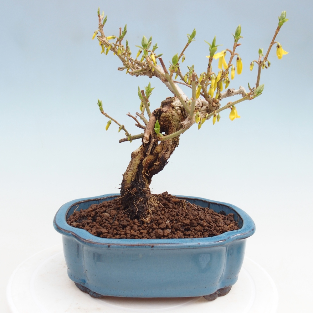Outdoor bonsai - Zlatice - Forsycja koreańska