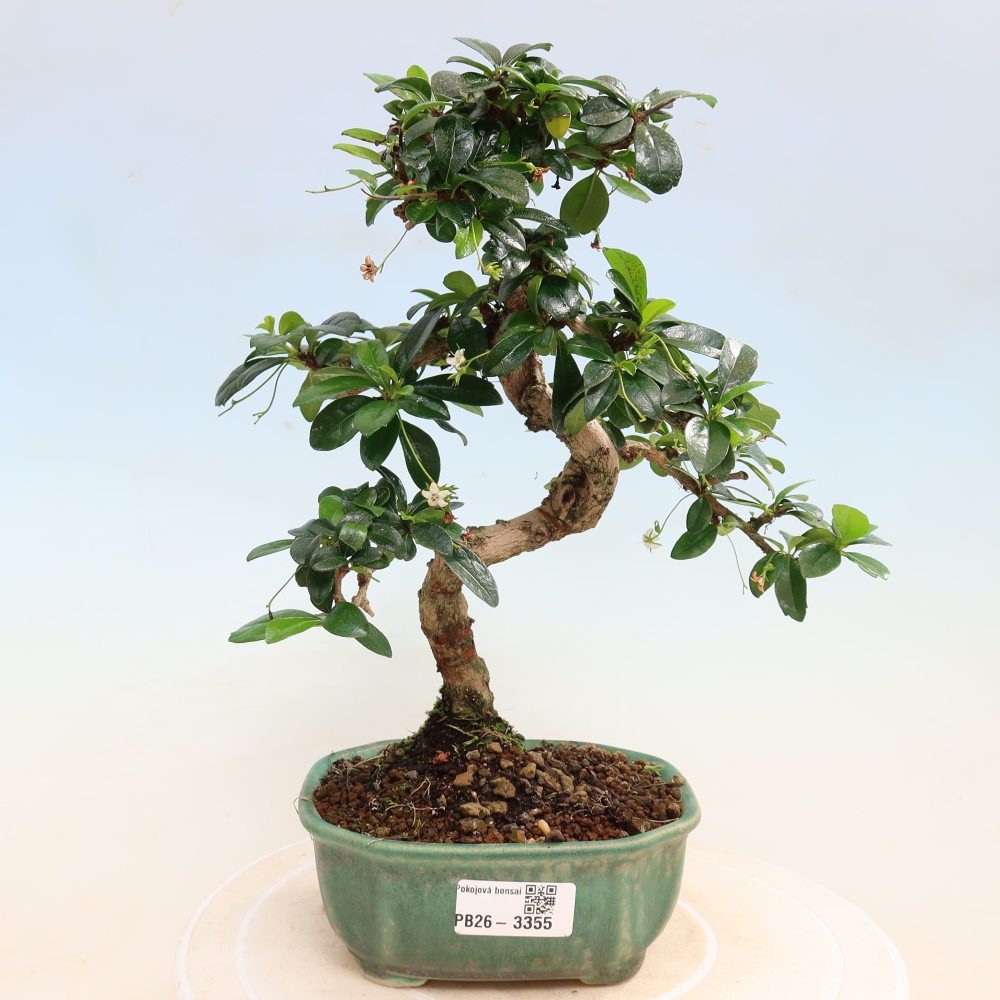 Bonsai pokojowe - Carmona macrophylla - Tea fuki