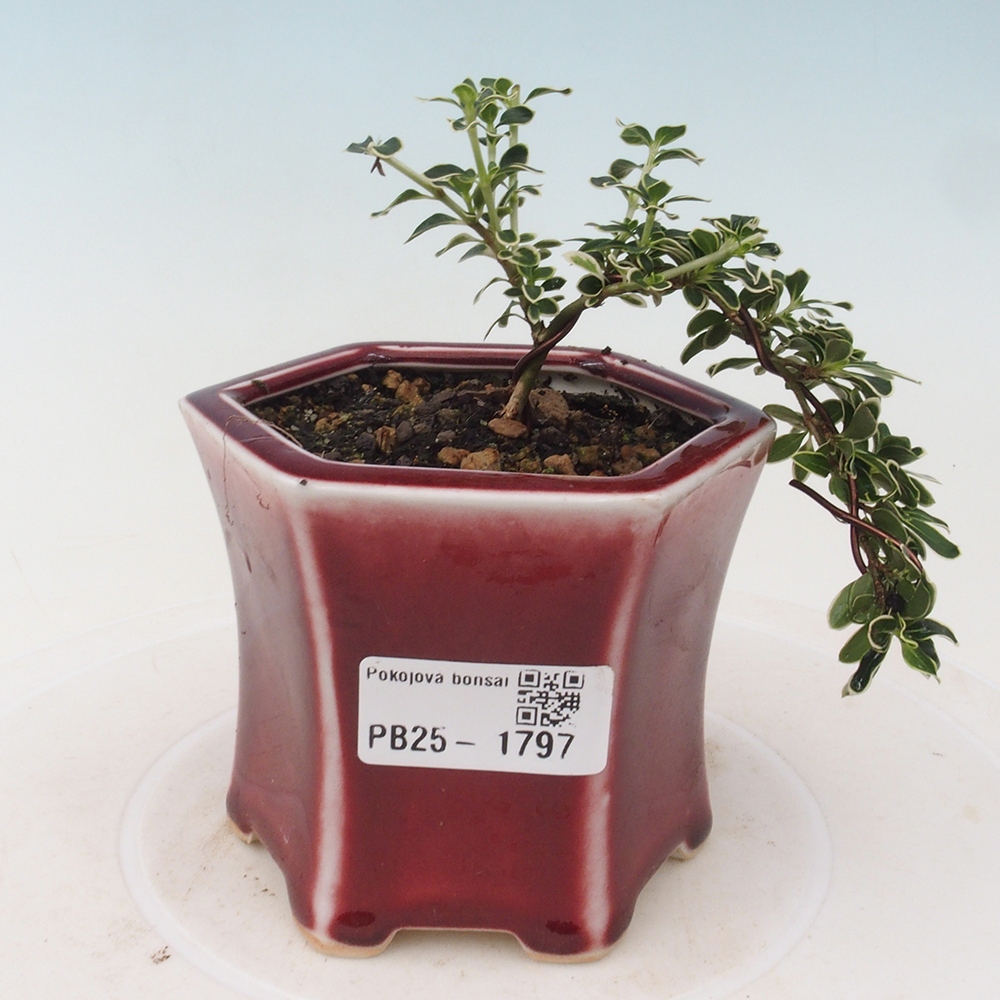 Bonsai do wnętrz - Serissa foetida Variegata - Drzewo tysiąca gwiazd