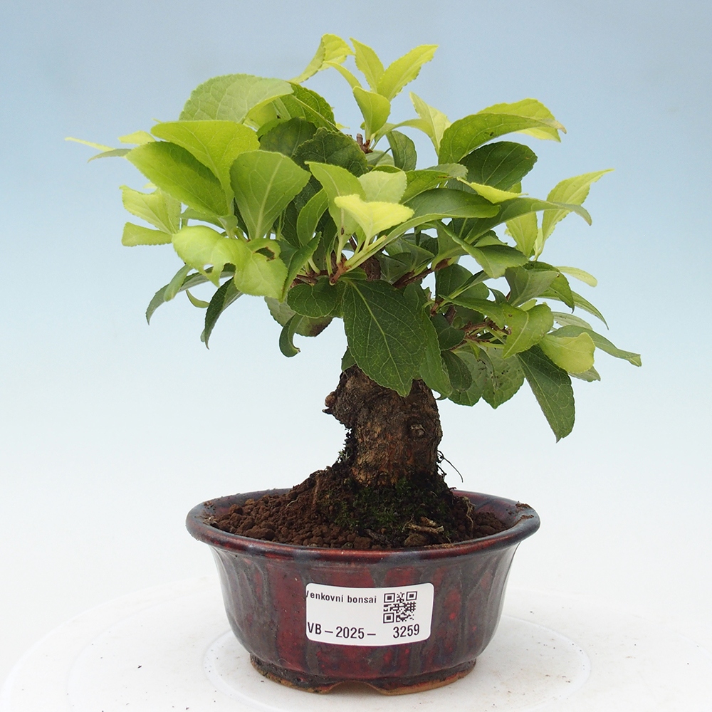 Bonsai na zewnątrz - Celastrus Jesenec