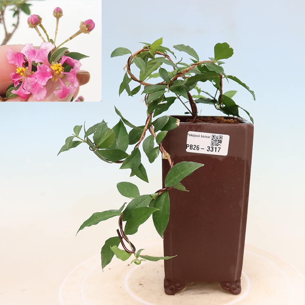 Bonsai pokojowe – Malpighia barbadoska – Malpighia glabra 