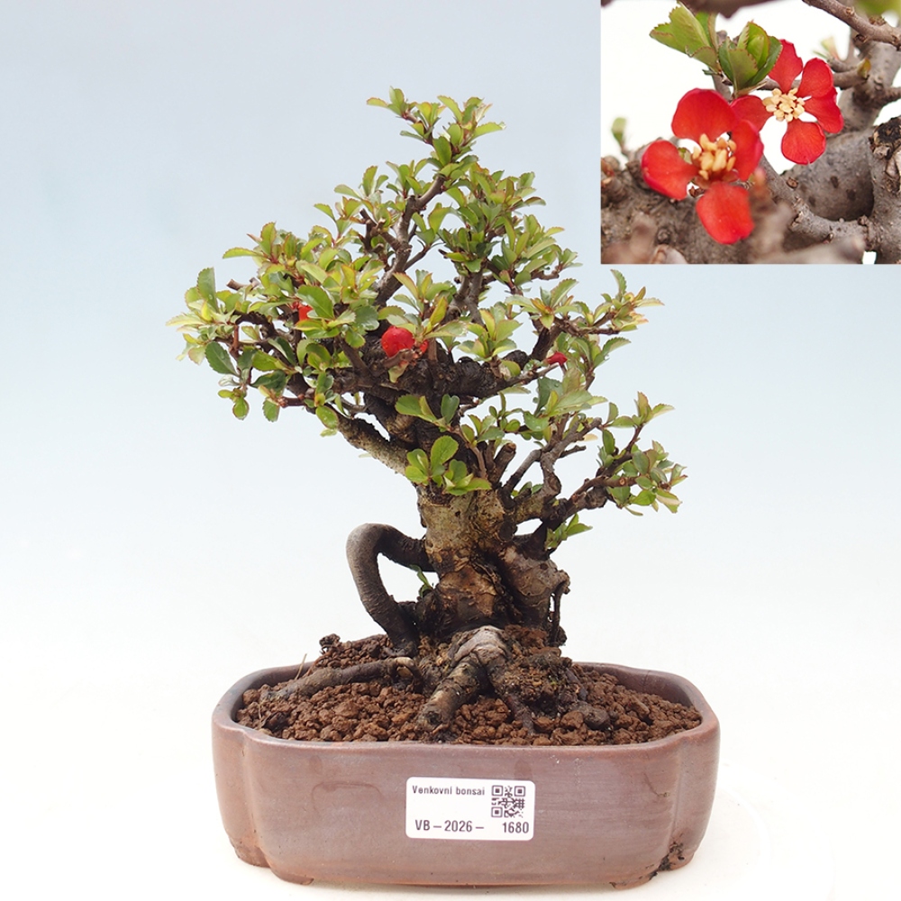 Bonsai zewnętrzne - Chaneomeles speciosa - Pigwa