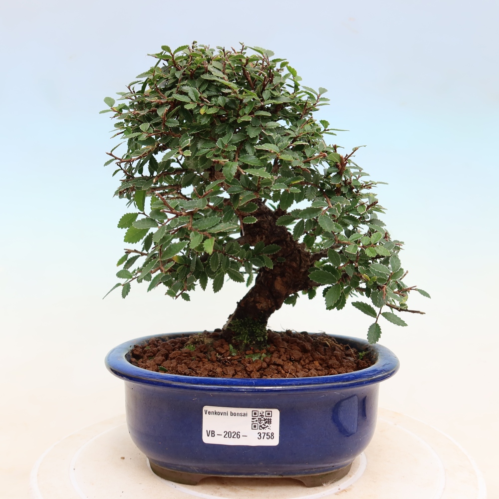 Bonsai zewnętrzne - Zelkova - Zelkova NIRE