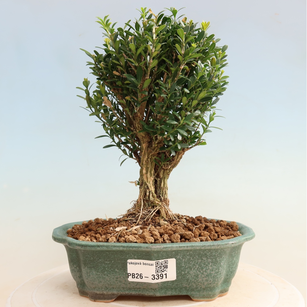 Pokój bonsai - Buxus harlandii - buxus korkowy