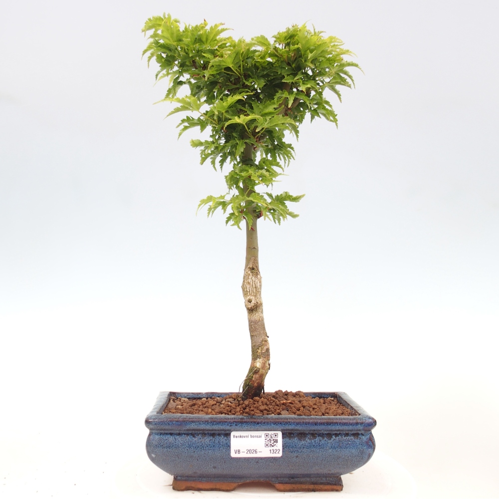 Outdoor bonsai - palma jaworowa Acer palmatum Shishigashira