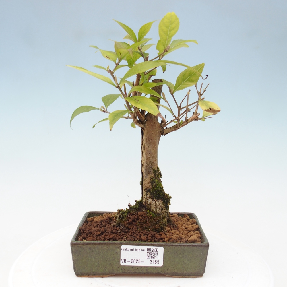 Outdoor bonsai - callicarpa jap Leucocarpa