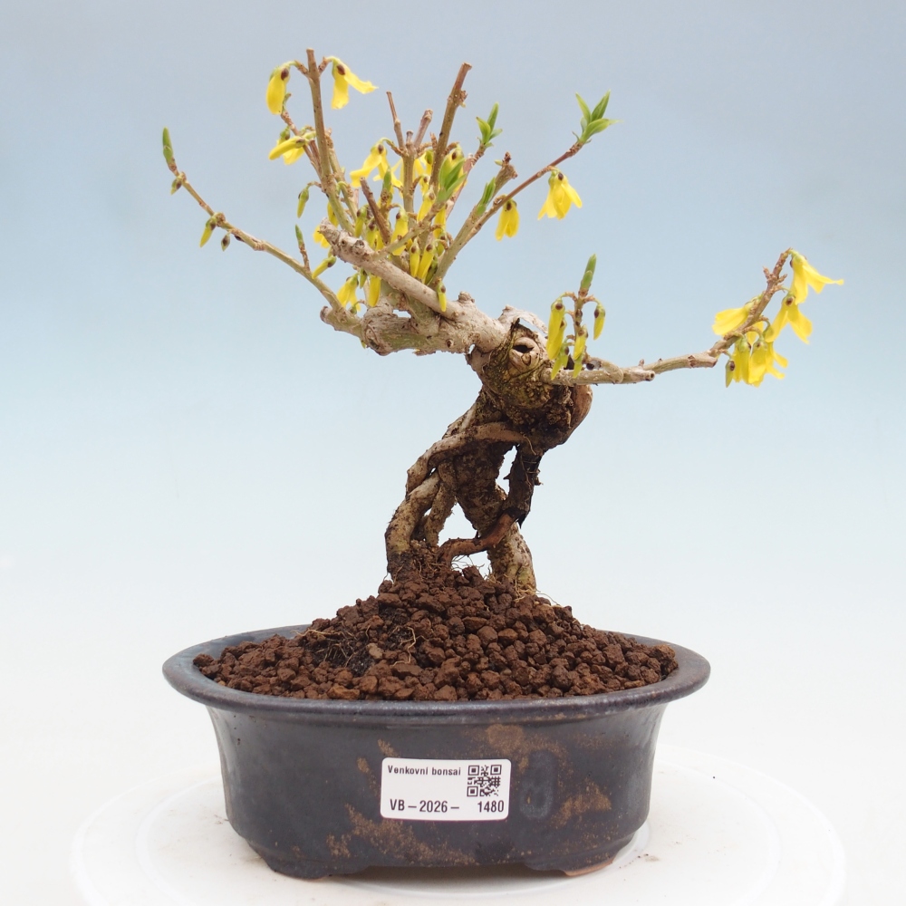 Outdoor bonsai - Zlatice - Forsycja koreańska