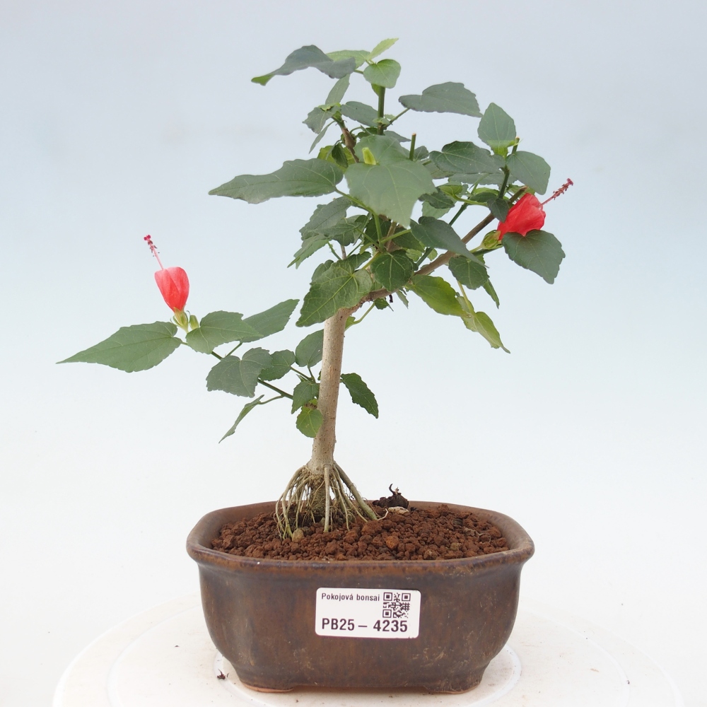 Bonsai domowe - Malvaviscus arboreus