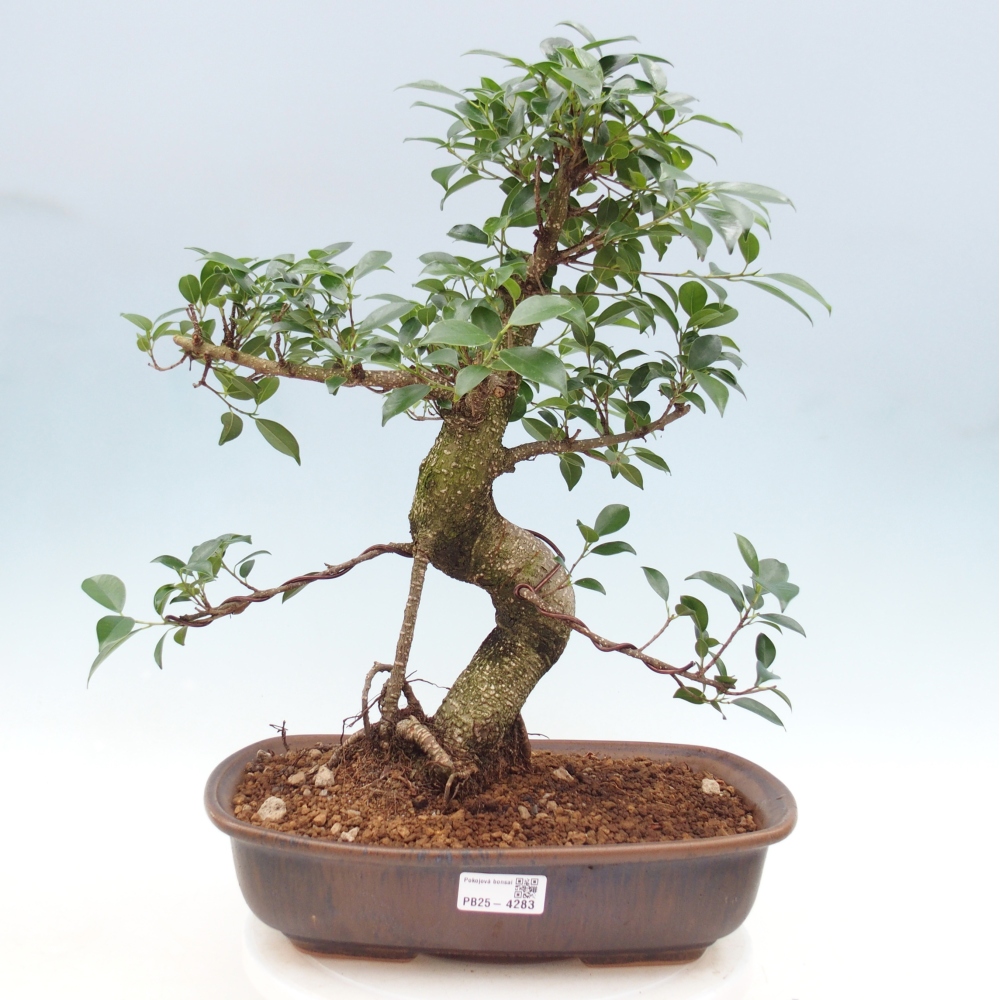 Pokój bonsai - Ficus retusa - figowiec drobnolistny
