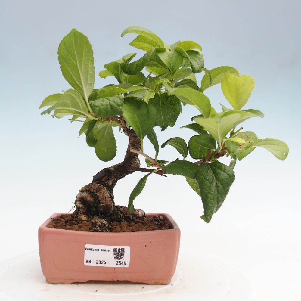 Bonsai na zewnątrz - Celastrus Jesenec