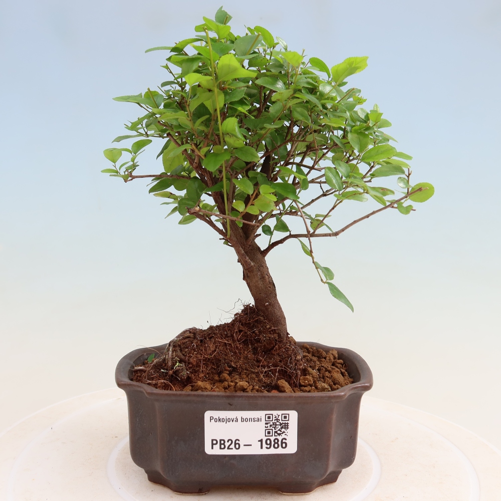 Bonsai pokojowe - Sageretia thea - Sageretia thea