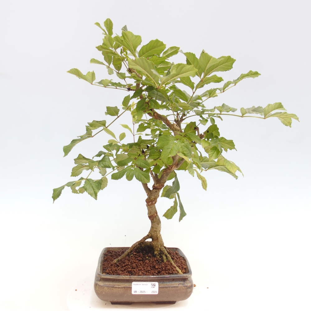 Bonsai zewnętrzne - Fraxinus - Ash