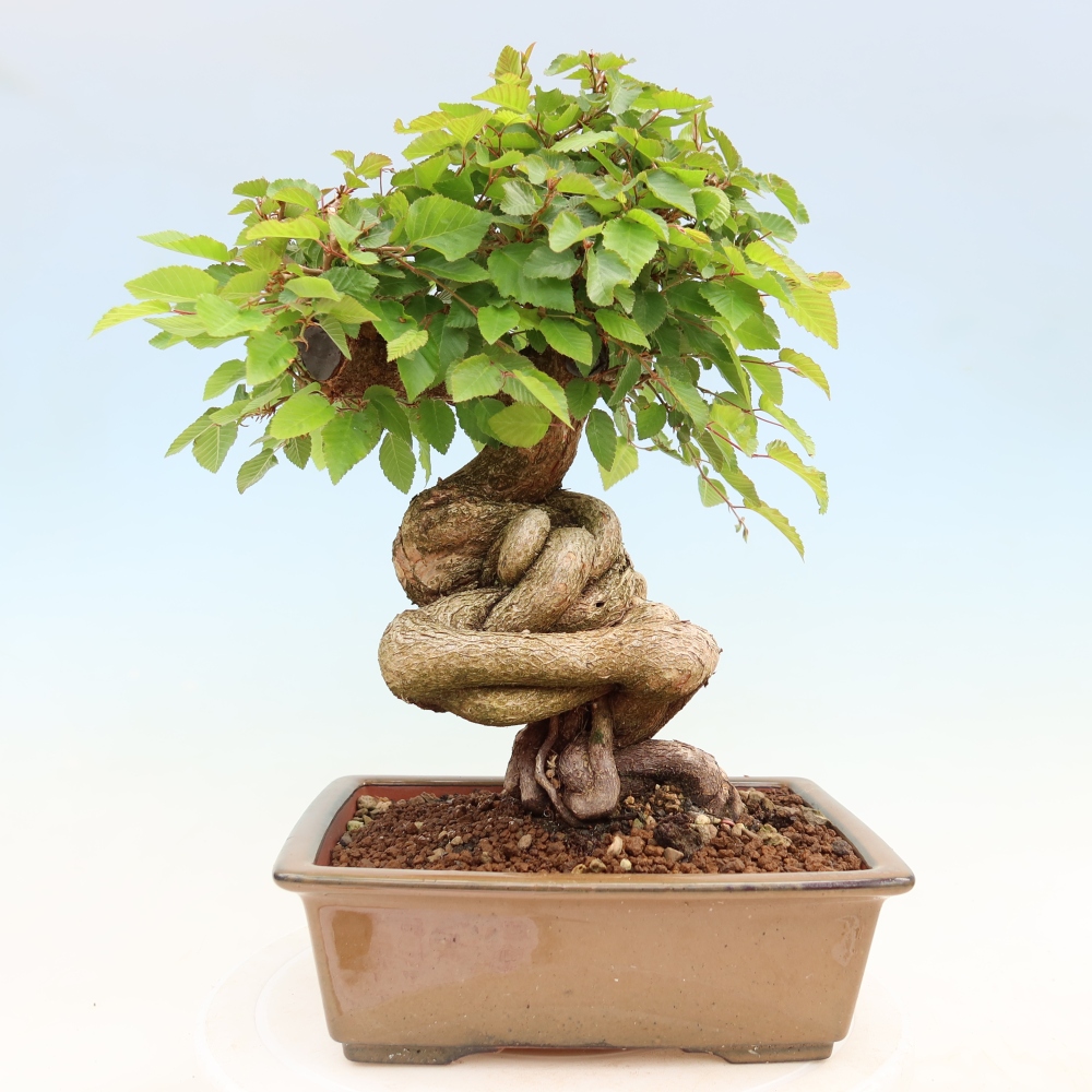 Outdoor bonsai - Carpinus coreana - grab koreański