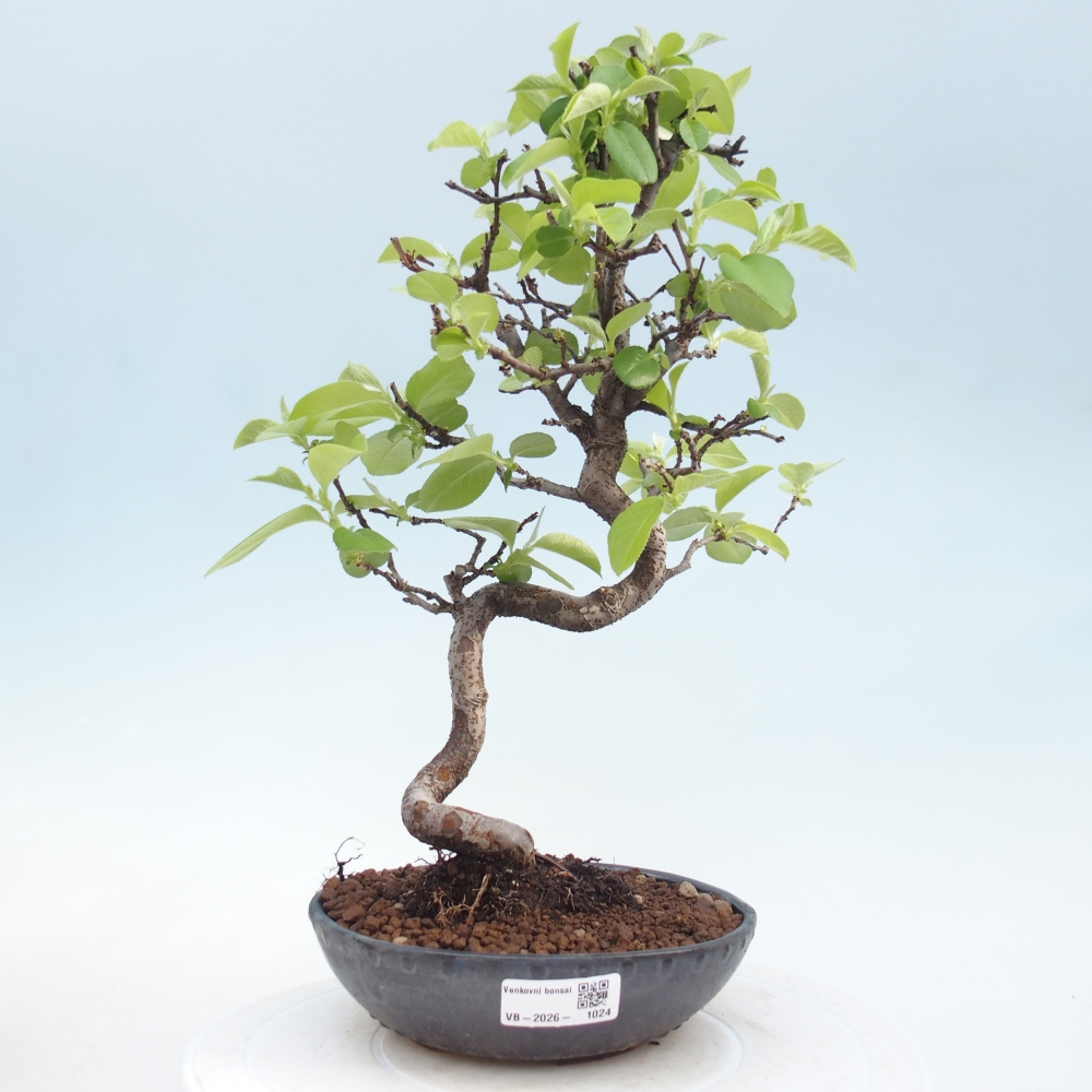 Bonsai zewnętrzne - Chaneomeles chinensis