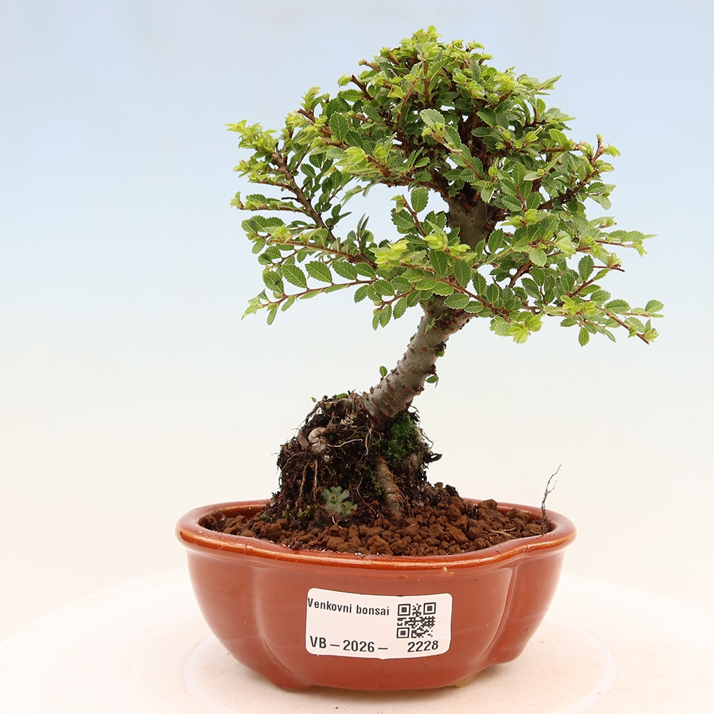 Bonsai ogrodowe – Ulmus parvifolia Sagei – wiąz drobnolistny