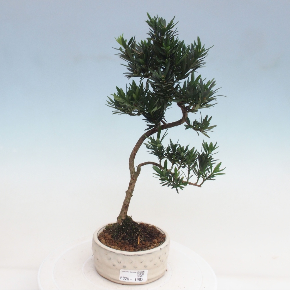 Kryty bonsai - Podocarpus - Kamień tys