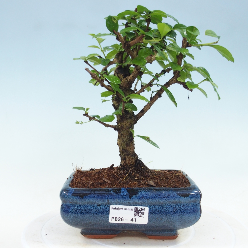 Bonsai pokojowe - Carmona macrophylla - Tea fuki