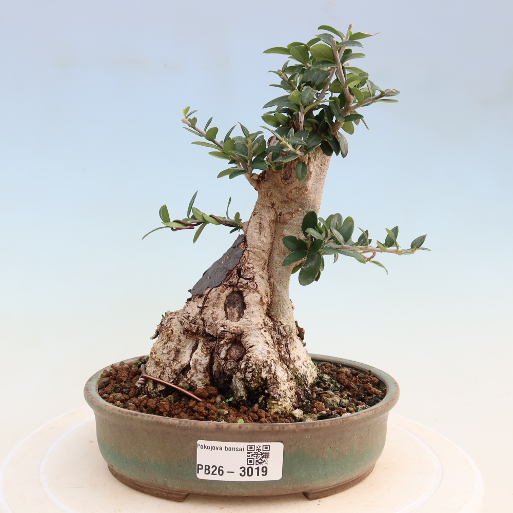 Bonsai do wnętrz - Olea europaea sylvestris