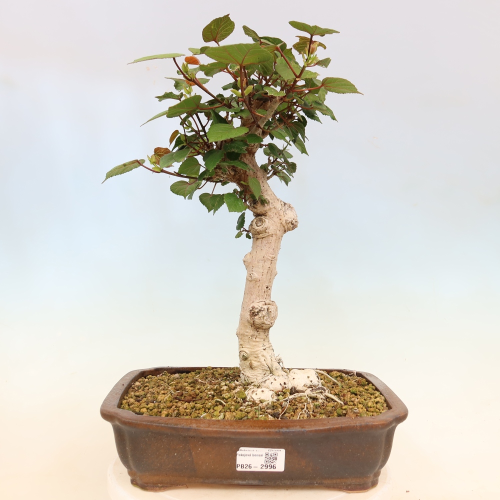 Bonsai domowe - Hibiscus tiliaceus - Hibiskus morski