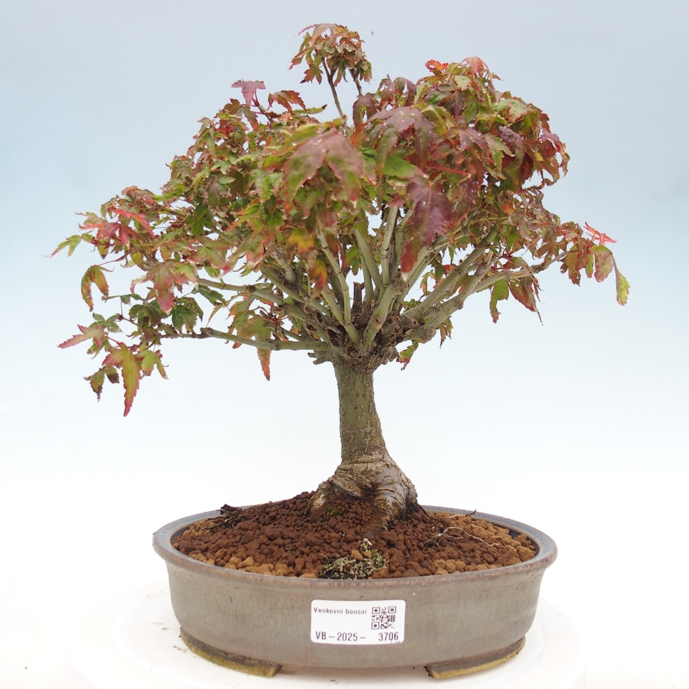 Acer palmatum KIOHIME - klon palmowy
