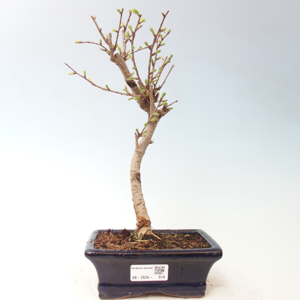 Bonsai zewnętrzne - Pseudolarix amabis-Pseudolarix amabis