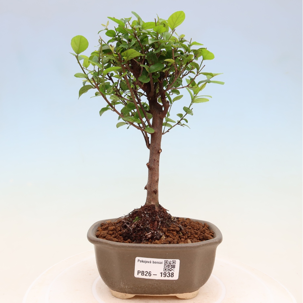 Bonsai pokojowe - Sageretia thea - Sageretia thea